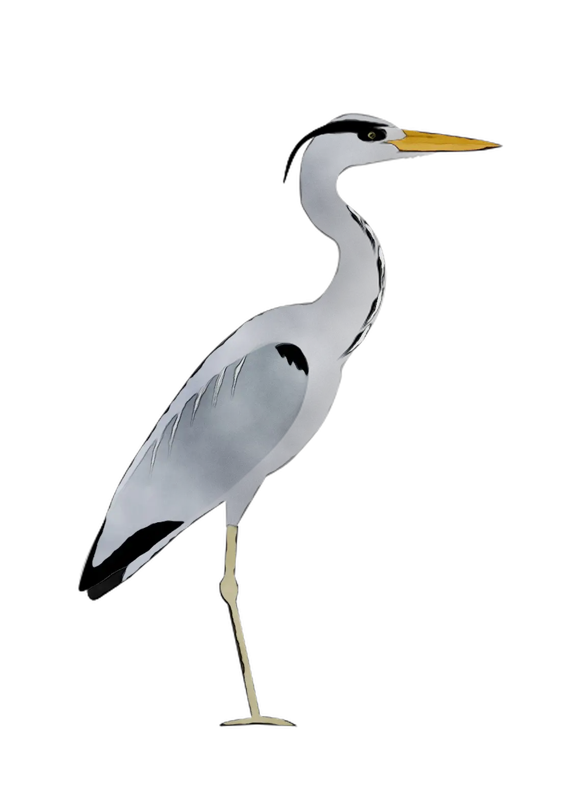 Heron Bird Illustration