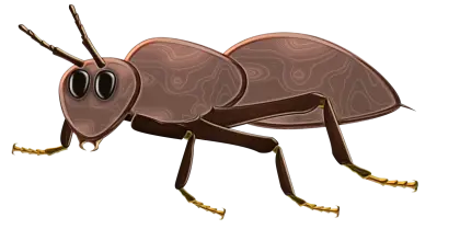 Illustrative Brown Ant in Detailed Design