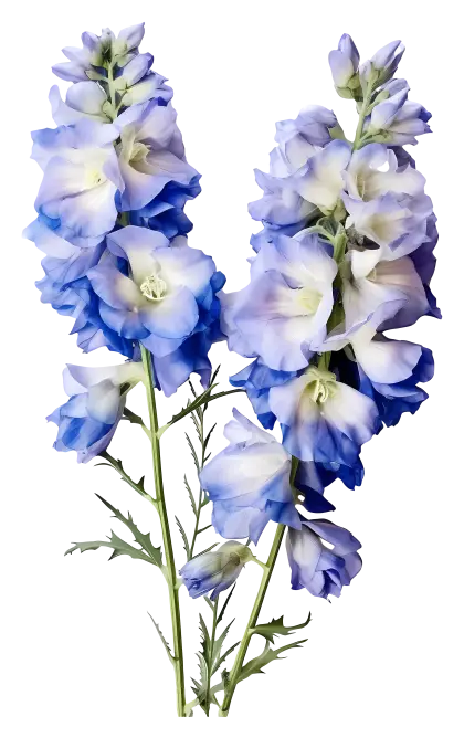 Blue and White Delphinium Flowers in Bloom