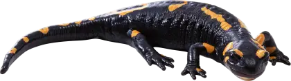 Black and Yellow Salamander in Nature