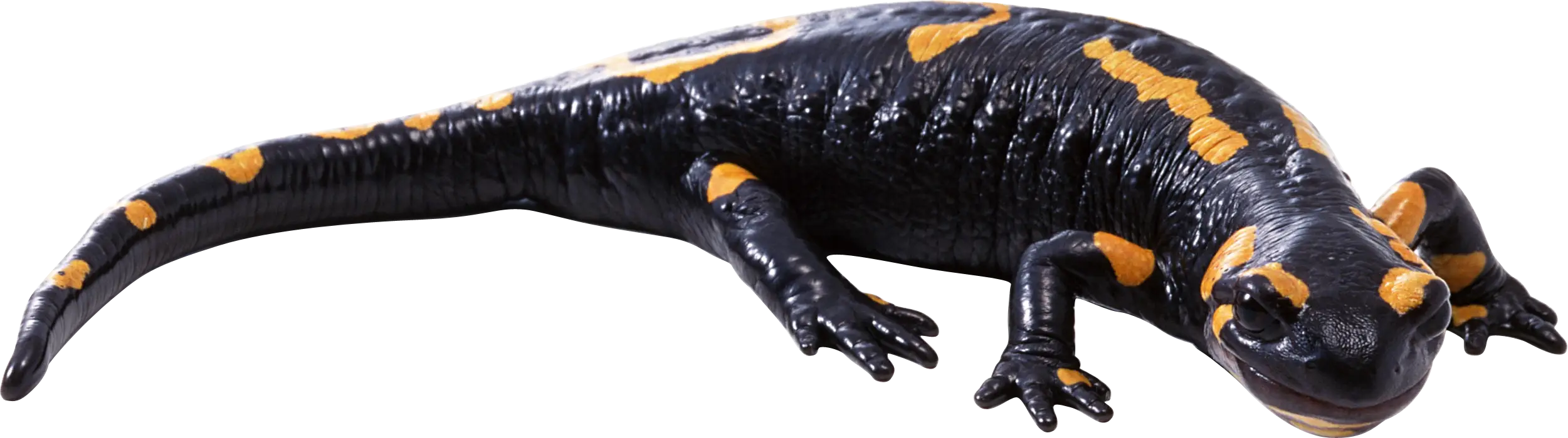 Black and Yellow Salamander in Nature