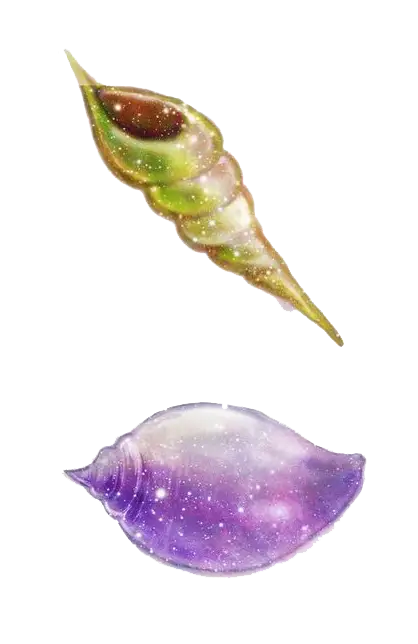 Colorful Seashells