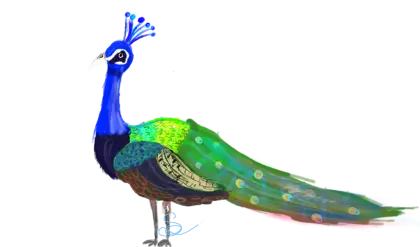 Colorful Peacock Illustration