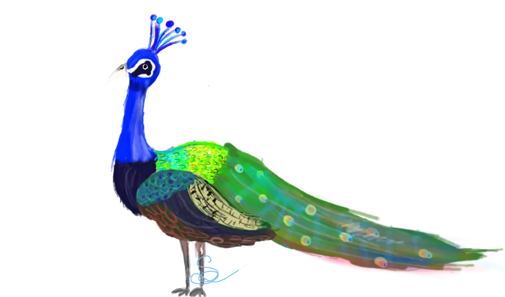Colorful Peacock Illustration