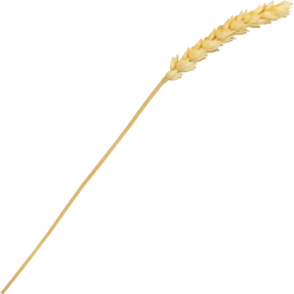 Golden Wheat Stalk Illustration