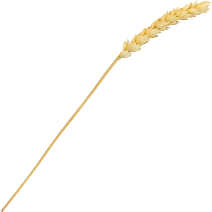 Golden Wheat Stalk Illustration