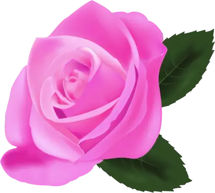 Beautiful Pink Rose Illustration