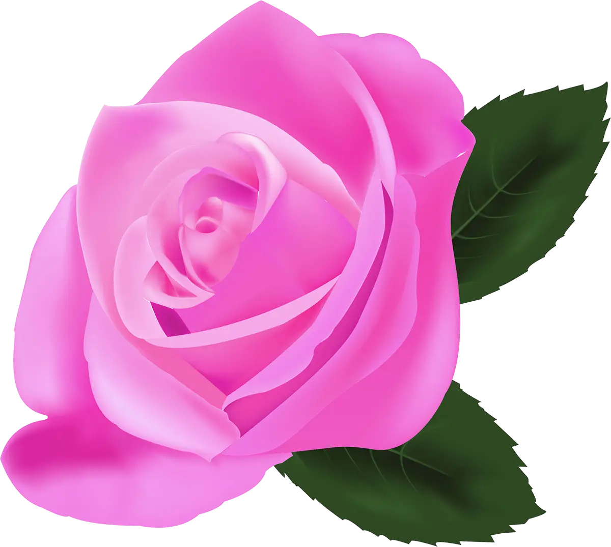 Beautiful Pink Rose Illustration