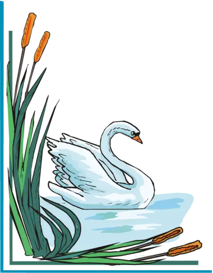 Graceful Swan in a Lake