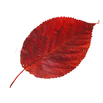 Red Autumn Leaf Illustration
