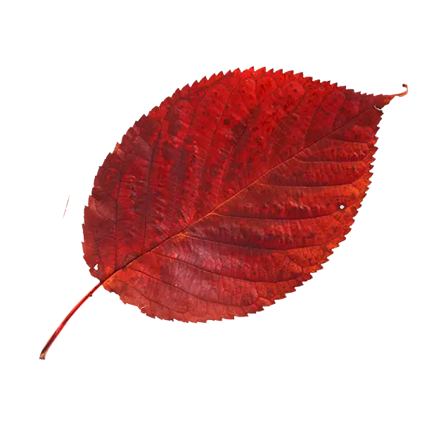 Red Autumn Leaf Illustration