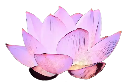 Pink Lotus Flower Illustration