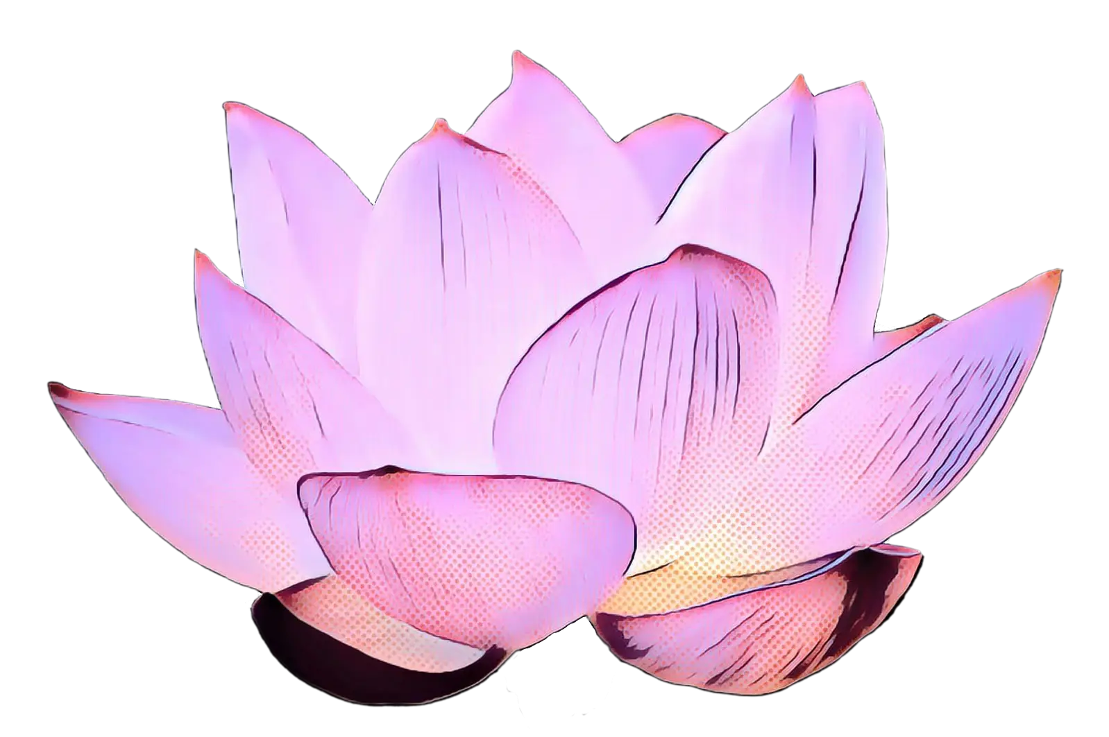 Pink Lotus Flower Illustration