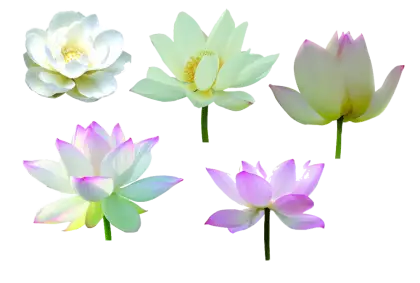 Collection of Lotus Flowers