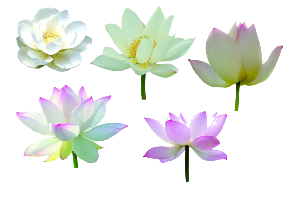 Collection of Lotus Flowers
