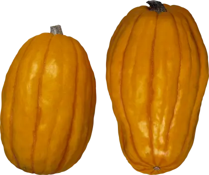 Yellow Squash for Autumn Season