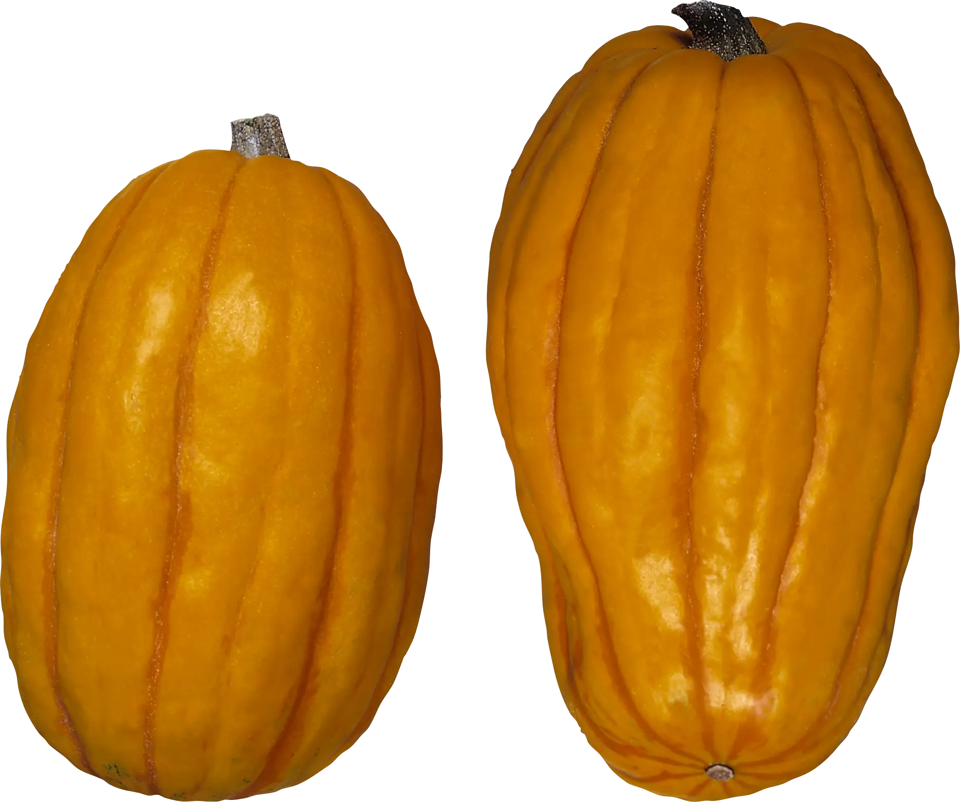 Yellow Squash for Autumn Season