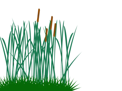 Tall Grass with Cattails