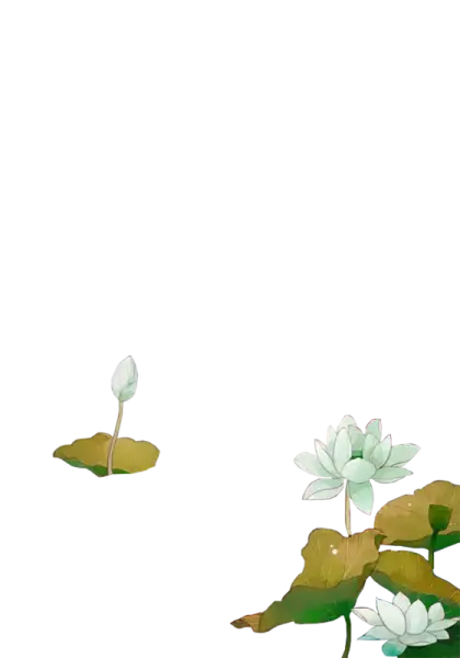 Lotus Flowers in Water