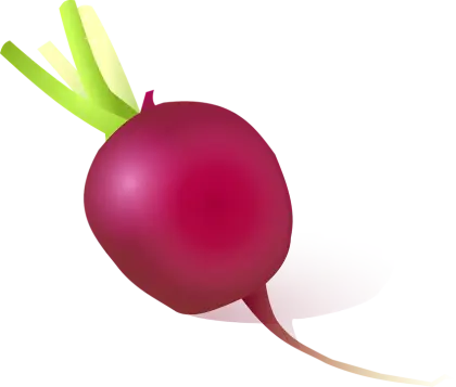 Fresh Red Beet Vegetable