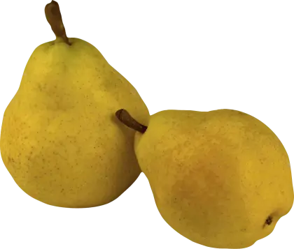 Pair of Ripe and Golden Yellow Pears