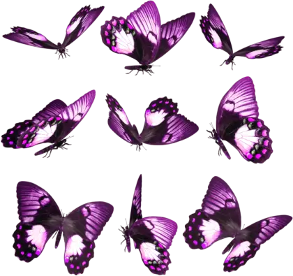 Purple Butterflies in Various Poses