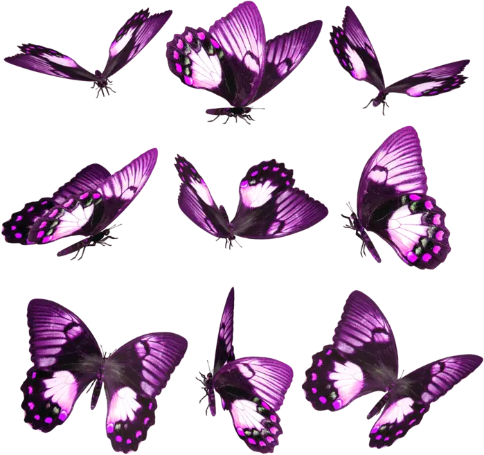 Purple Butterflies in Various Poses
