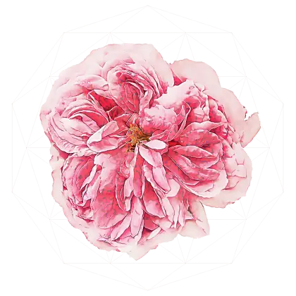 Pink Flower Bloom