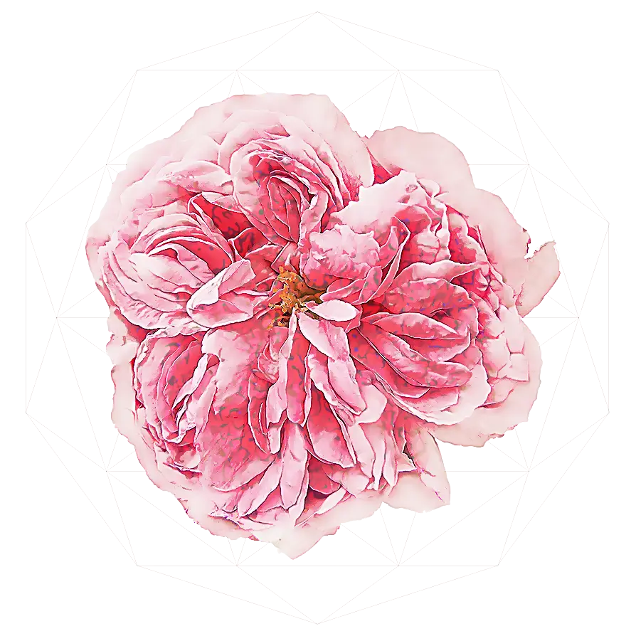 Pink Flower Bloom
