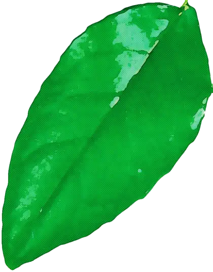Realistic Green Leaf Illustration