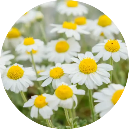 White and Yellow Daisies