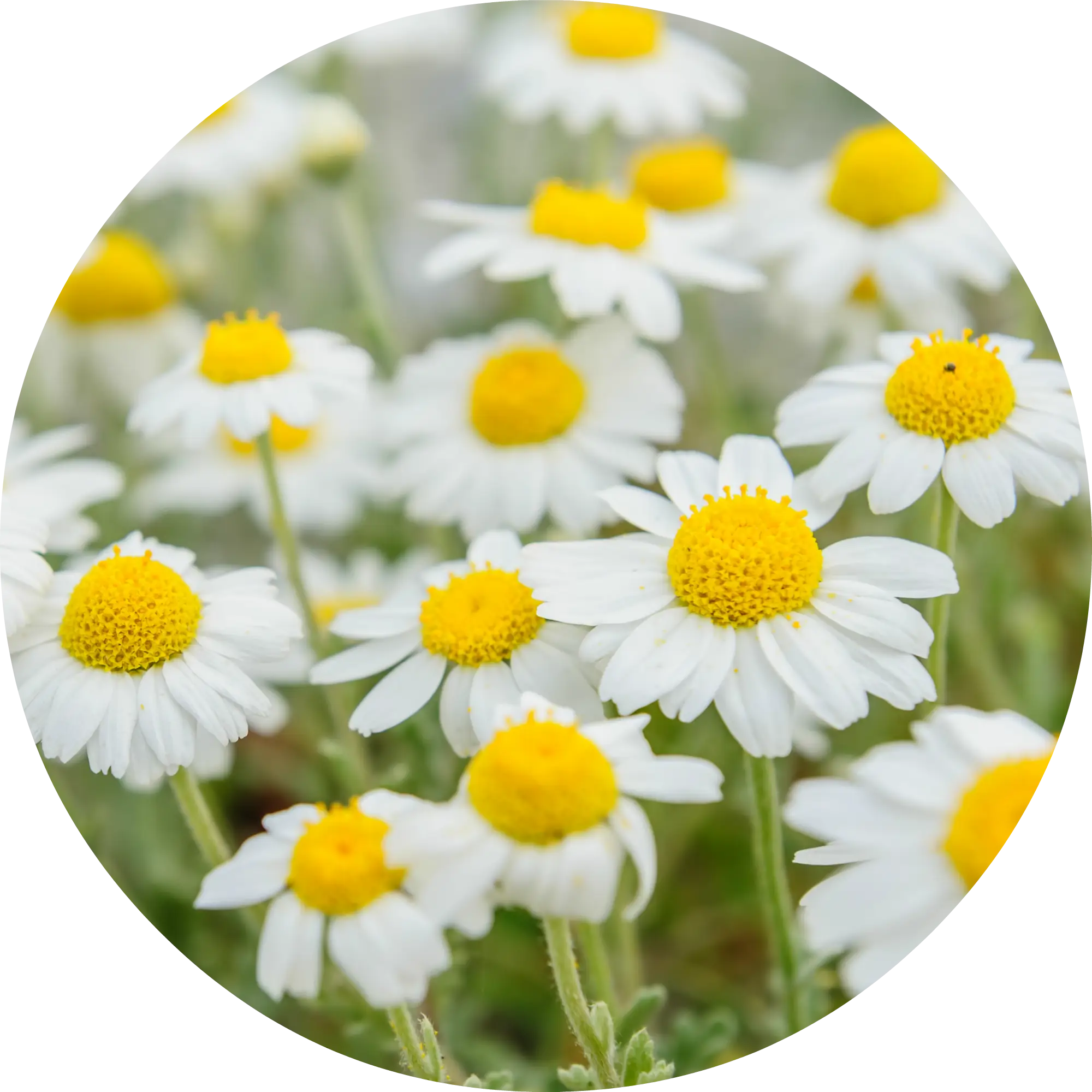 White and Yellow Daisies
