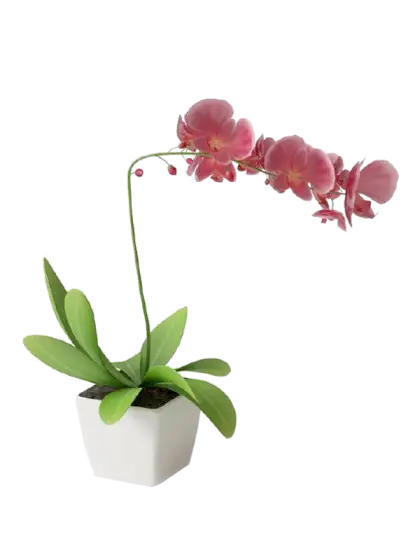 Pink Orchid in White Pot