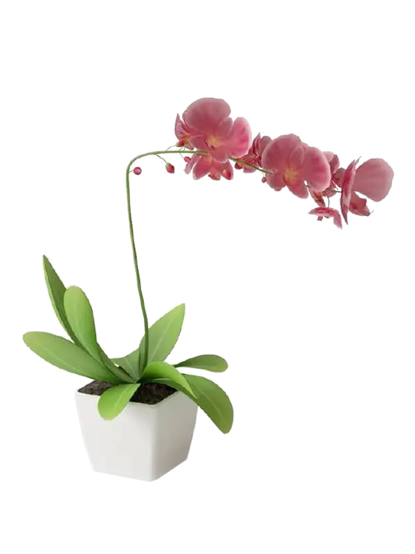 Pink Orchid in White Pot