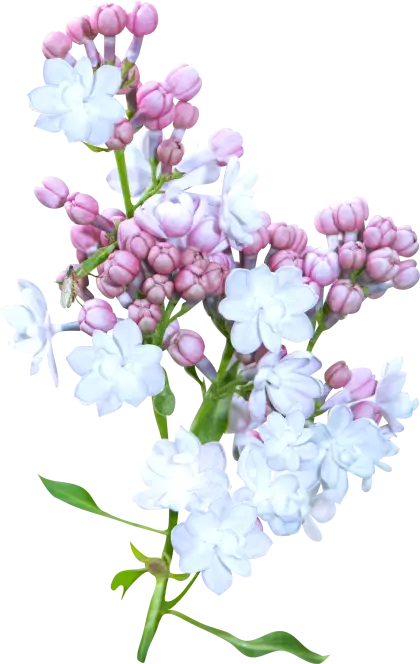 Beautiful Lilac Flowers in Bloom