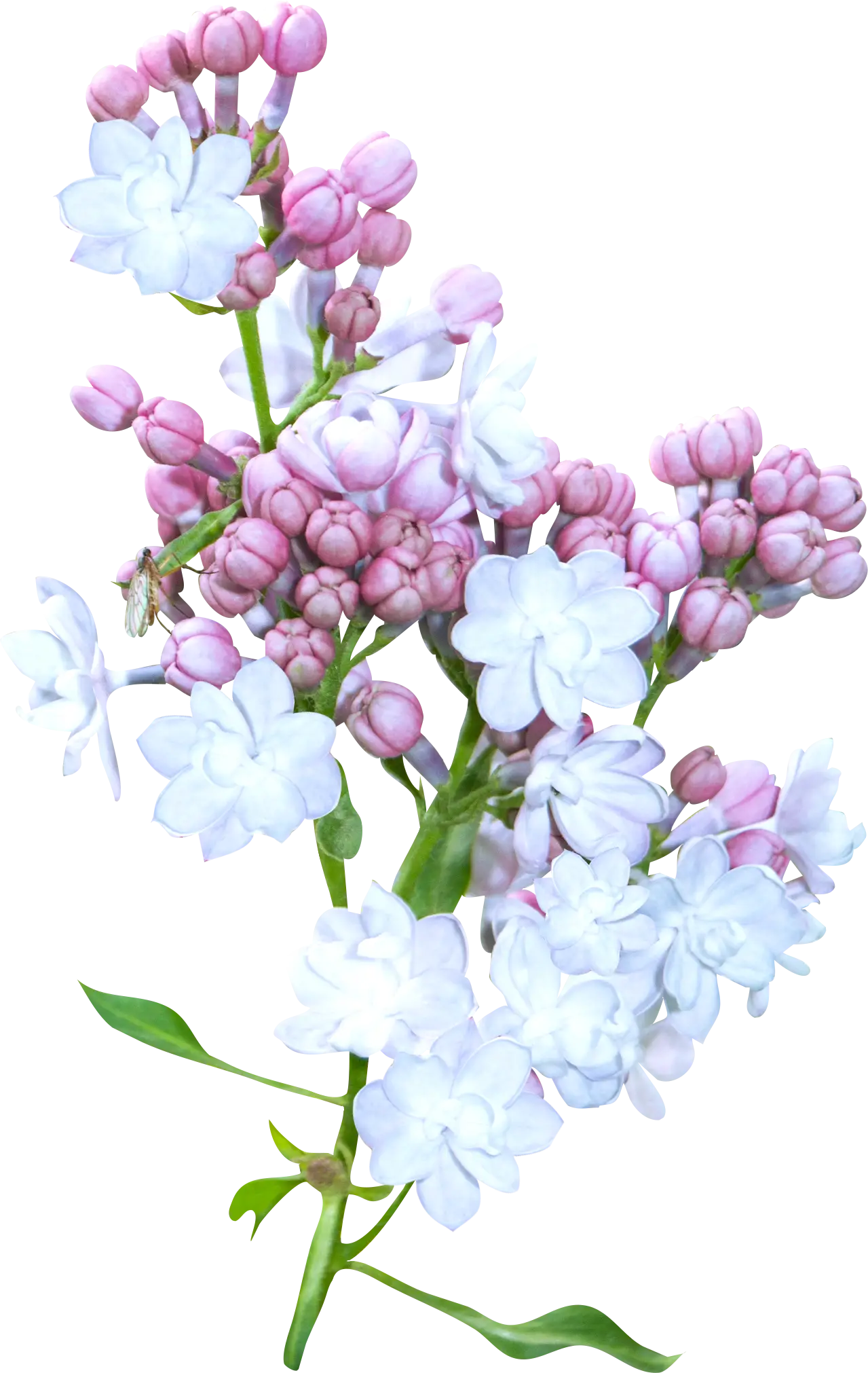 Beautiful Lilac Flowers in Bloom