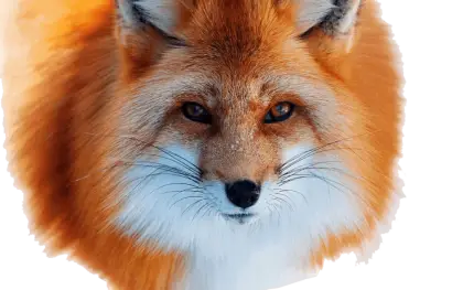 Red Fox in the Wild