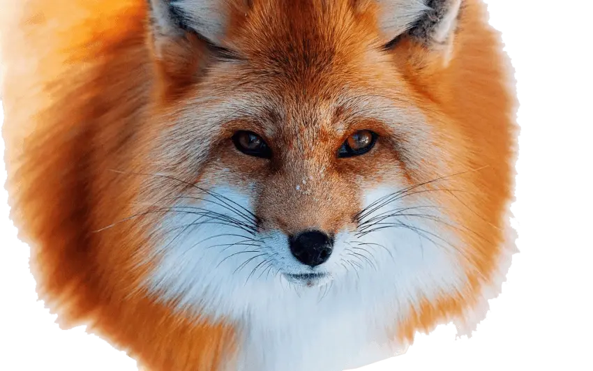 Red Fox in the Wild