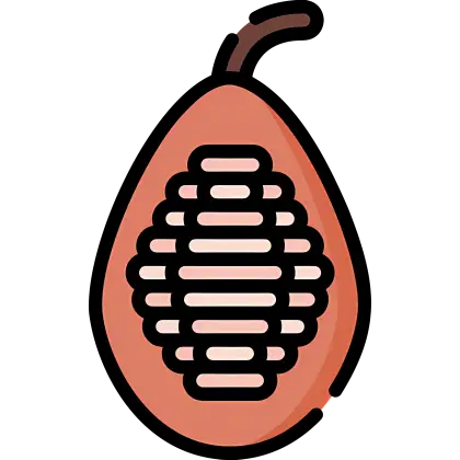 Cocoa Pod Illustration