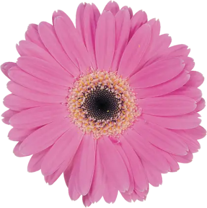 Pink Flower with Round Petals