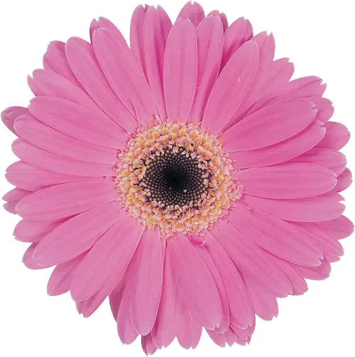 Pink Flower with Round Petals