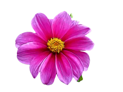 Bright Purple Flower Illustration with Yellow Center