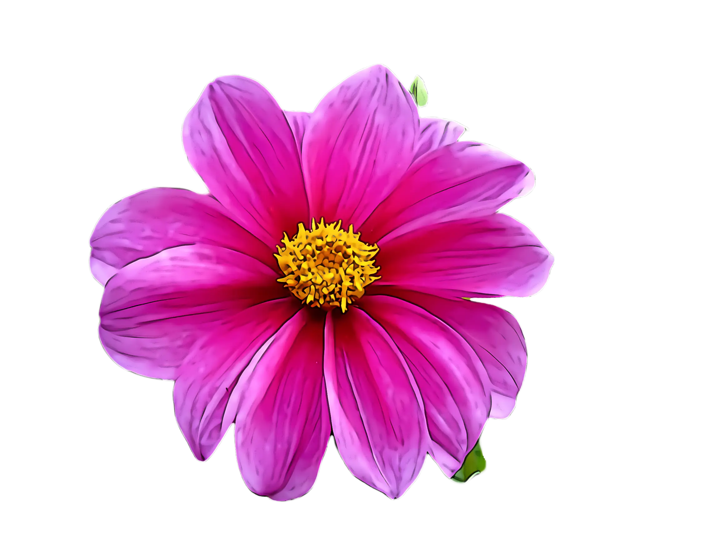 Bright Purple Flower Illustration with Yellow Center