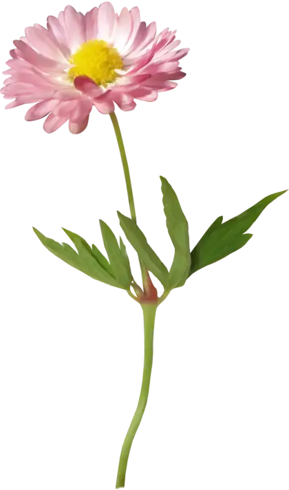 Beautiful Pink Daisy Flower Illustration