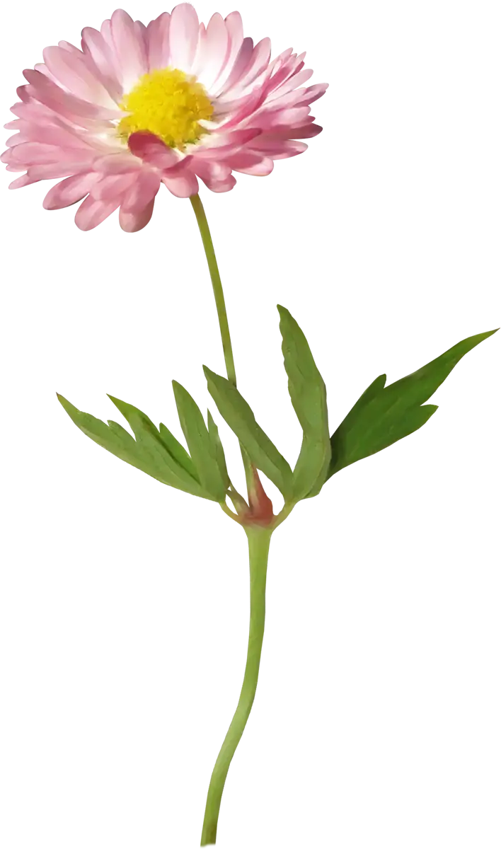 Beautiful Pink Daisy Flower Illustration