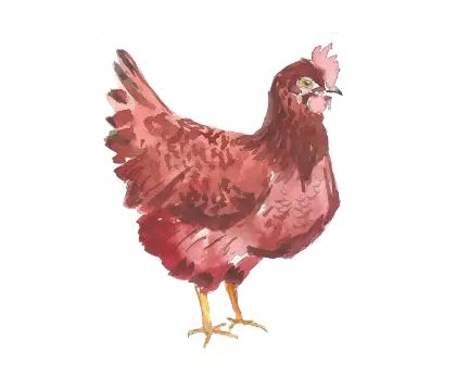 Red Chicken in Watercolor Style