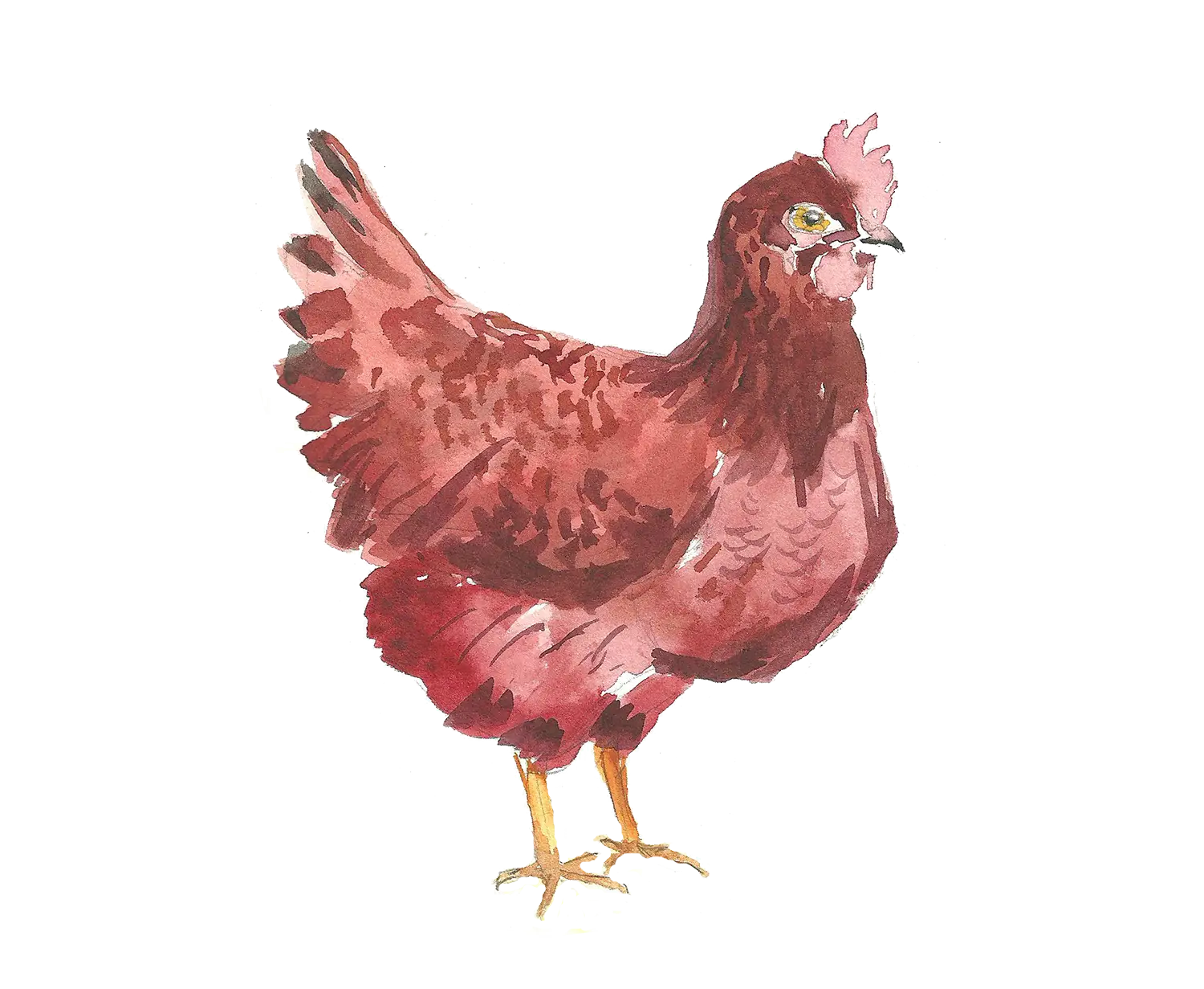 Red Chicken in Watercolor Style