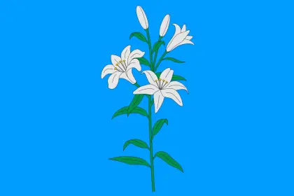 White Lilies on Blue Background