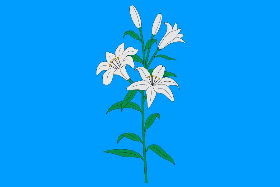 White Lilies on Blue Background