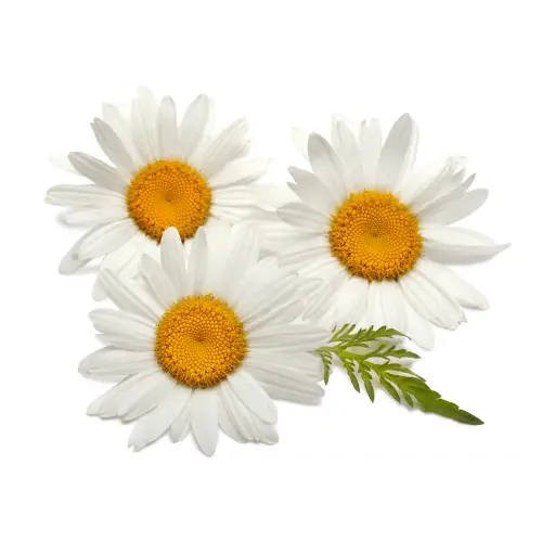 Chamomile Flowers with Yellow Centers